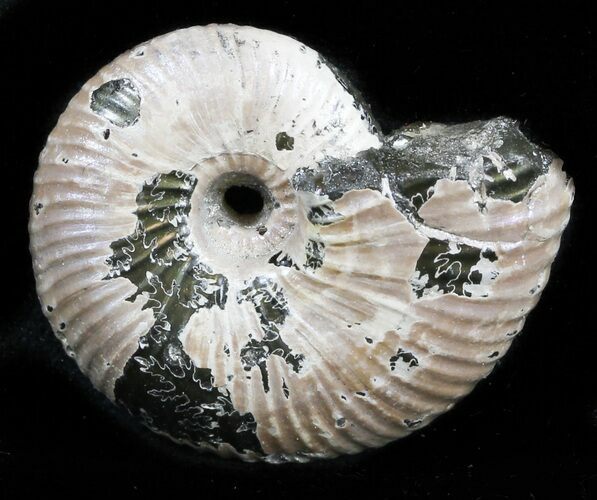 Iridescent Ammonite (Eboraciceras) Fossil - Russia #34629
